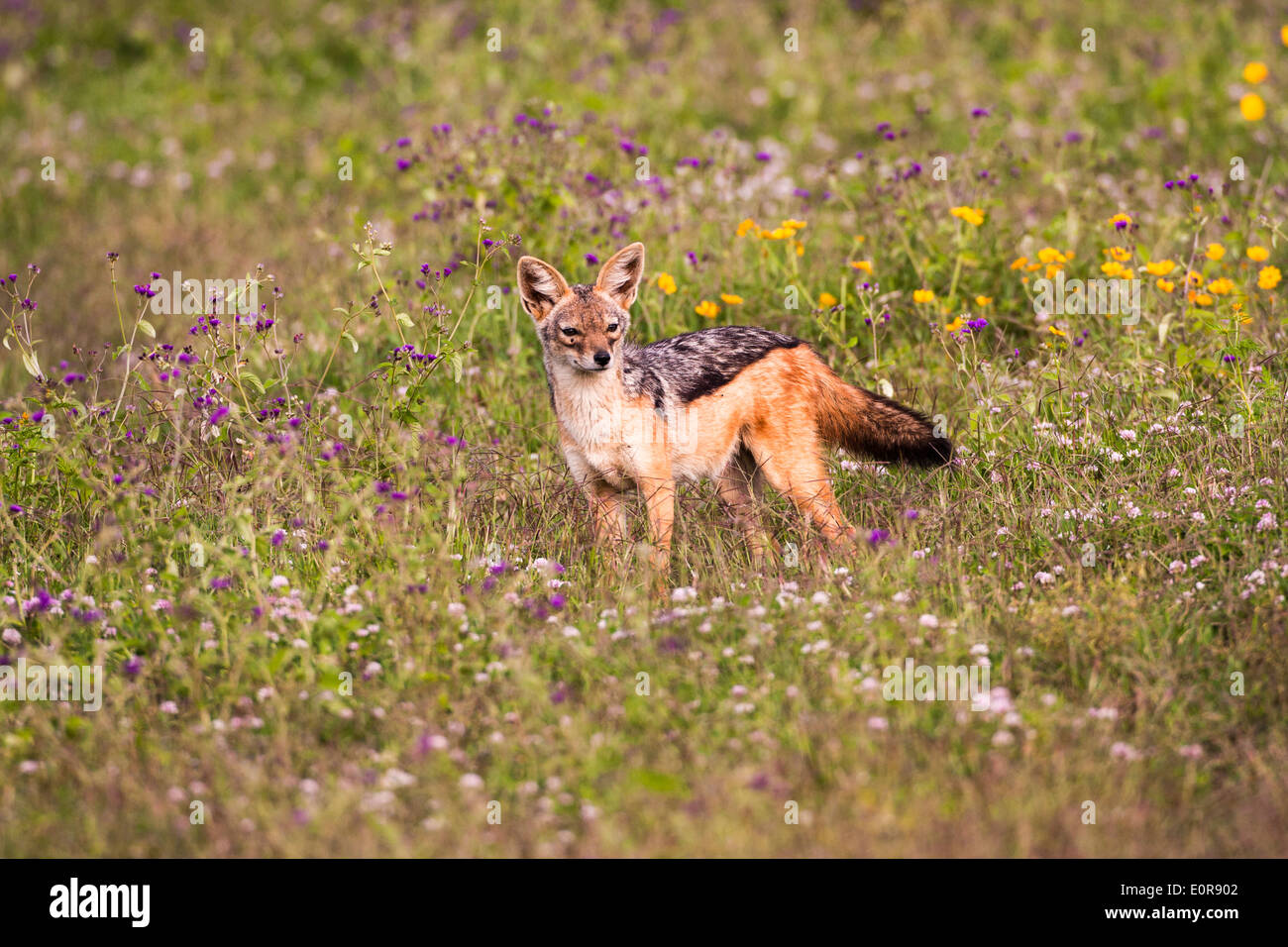 Le chacal à dos noir (Canis mesomelas), Banque D'Images