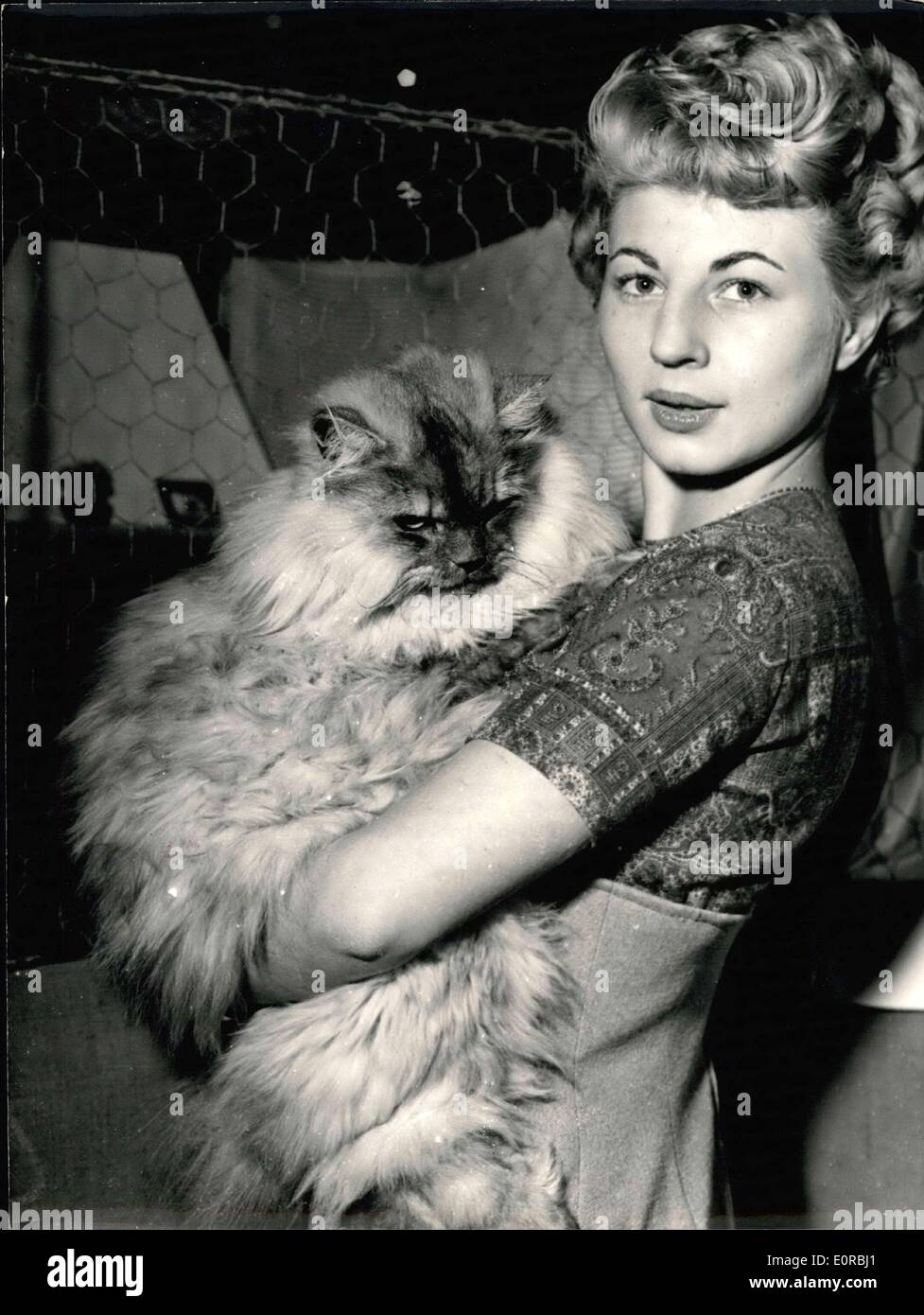 28 Novembre 1958 Les Plus Beaux Chats Du Monde Sur L Exposition A Paris Une Exposition Avec Les Chats De Toutes Sortes Siamois Birmans Et Les Perses Est Aujourd Hui Detenu