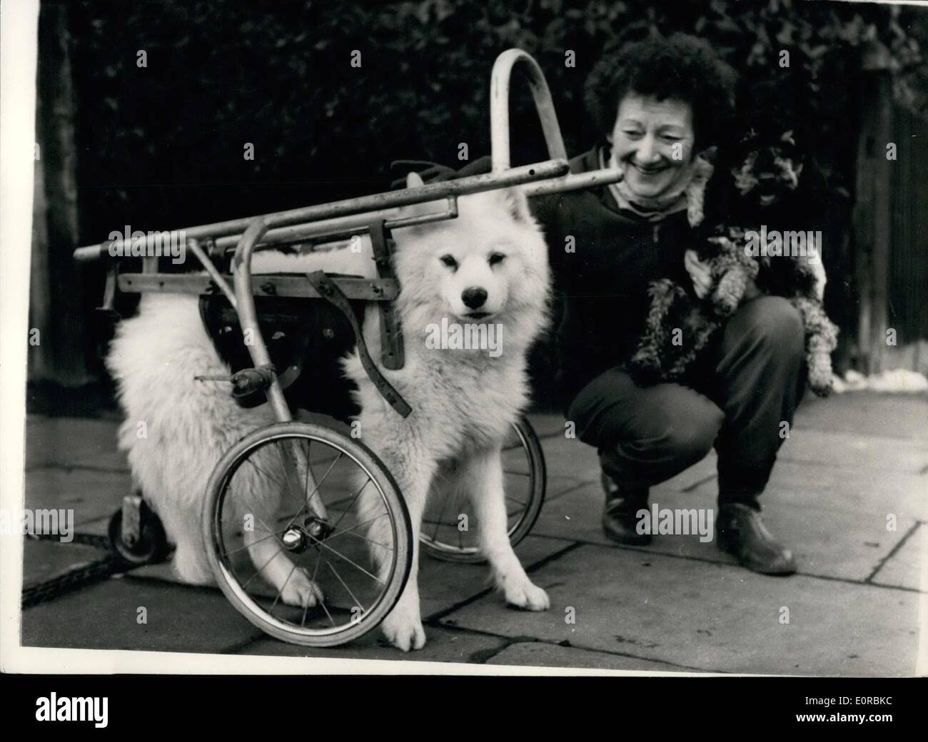 10 déc., 1958 - 10-12-58 Mme Appleton et son chien estropié Ã'« SusieÃ' Â Ã¢â€" Mme Vera Appleton était d'être vu avec Banque D'Images