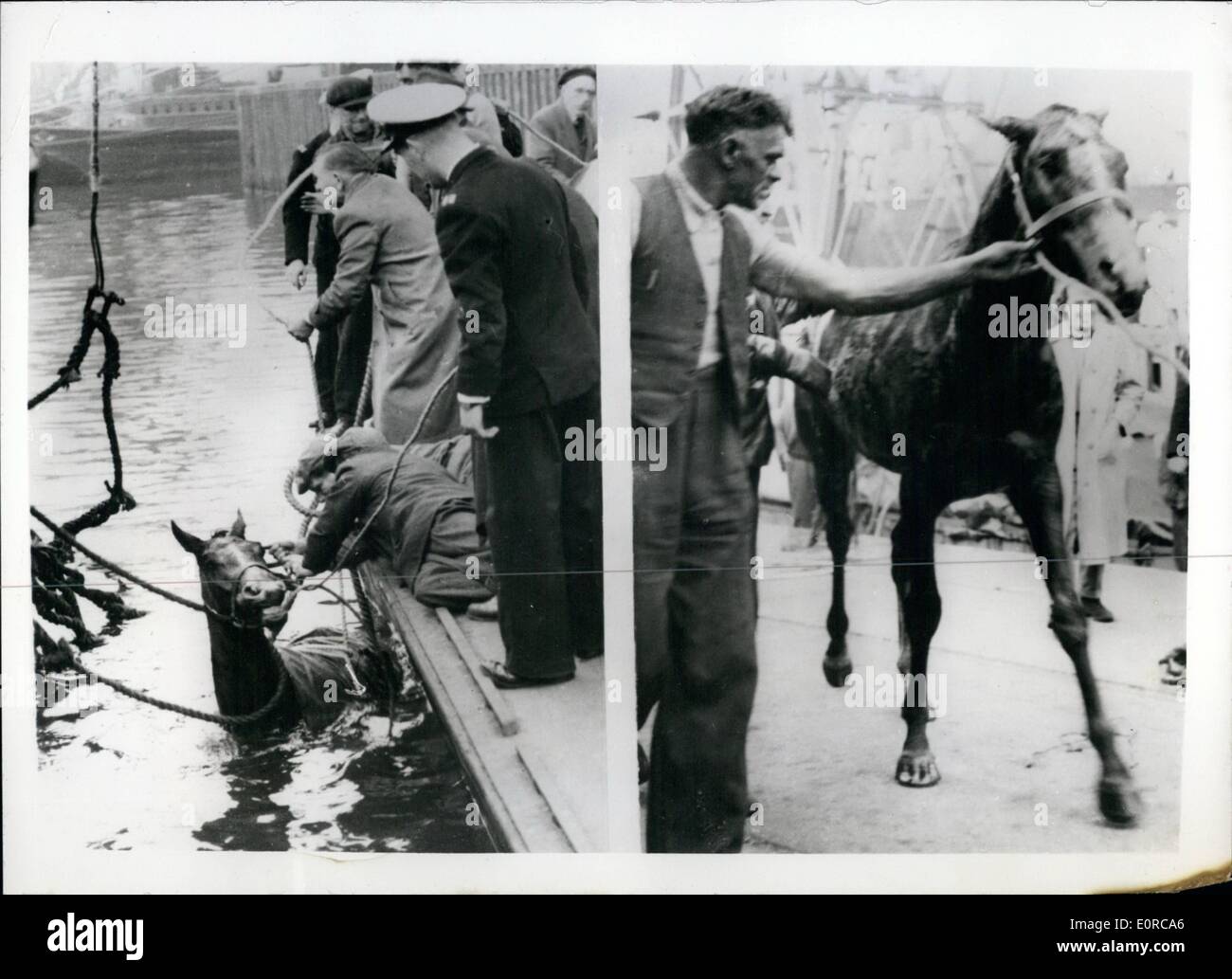 Le 12 décembre 1958 - Cheval de course pur-sang prend un accident d'esquive lors du chargement au Docks de Londres : ''Atonement'' a été décoré de l'une à l'étranger l'growung bein cargo ''Surat'' à destination de la Malaisie d'aujourd'hui - lorsque le câble cassé-et il a plongé dans le King George V Dock. En quelques minutes les deux ans a été soulevée et hongre en dehors de quelques éraflures semblait être pas plus mal pour son atténuation. La femelle était la propriété et formés par M. Peter Thrale à Epsom. L'animal a été renvoyé à ses écuries en Middlesex-et seront expédiés plus tard Photo montre Banque D'Images