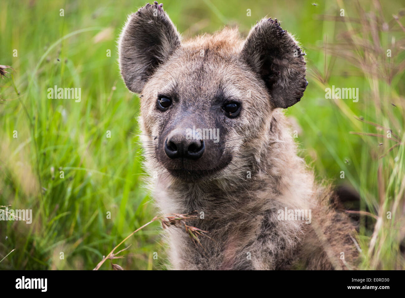 L'Hyène tachetée (Crocuta crocuta) dans le produit brut. Photographié en Tanzanie Banque D'Images