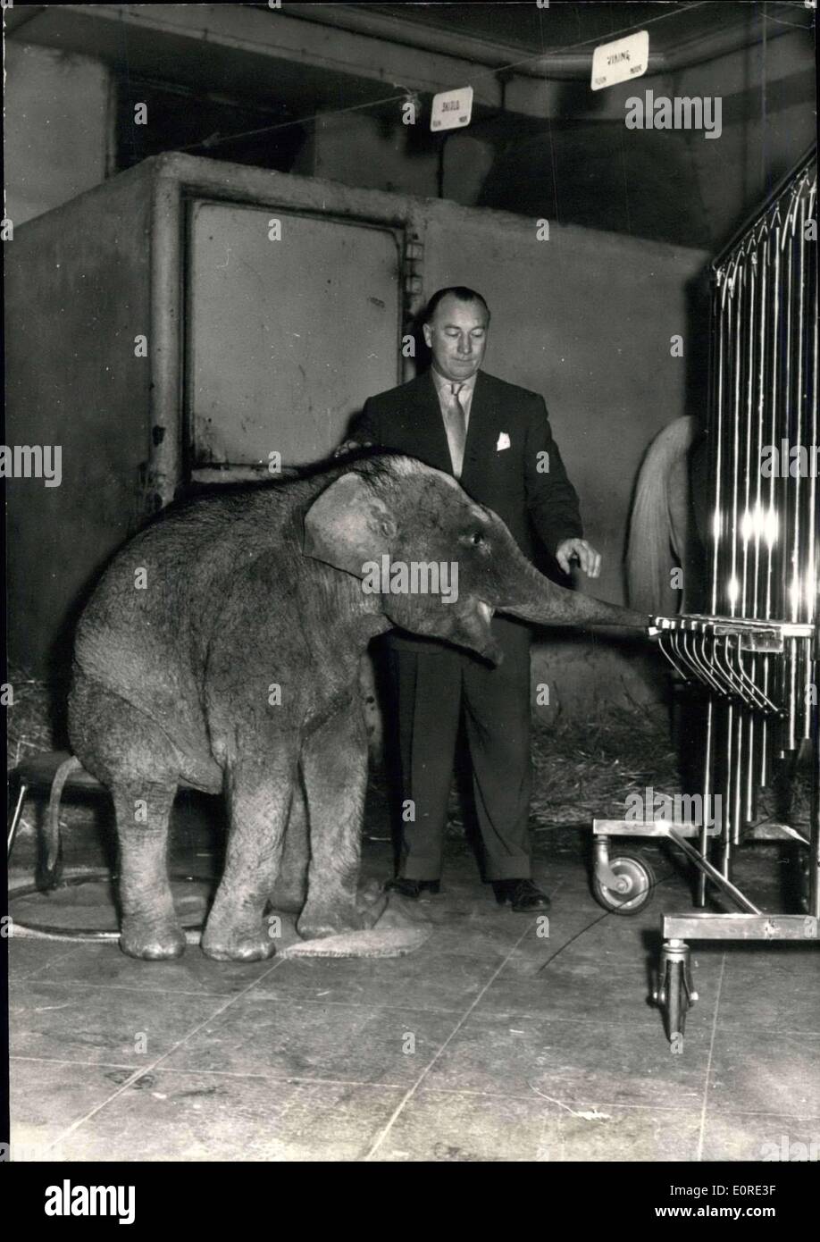 08 février, 1959 - 11 mois l'attraction n°1 de l'éléphant de cirque Medrano : ''Berolina'' -une période de 11 mois de l'éléphant vieux cirque Medrano jouant encore de barres alors que son maître, Hans, Kossmaer les regarde. Banque D'Images