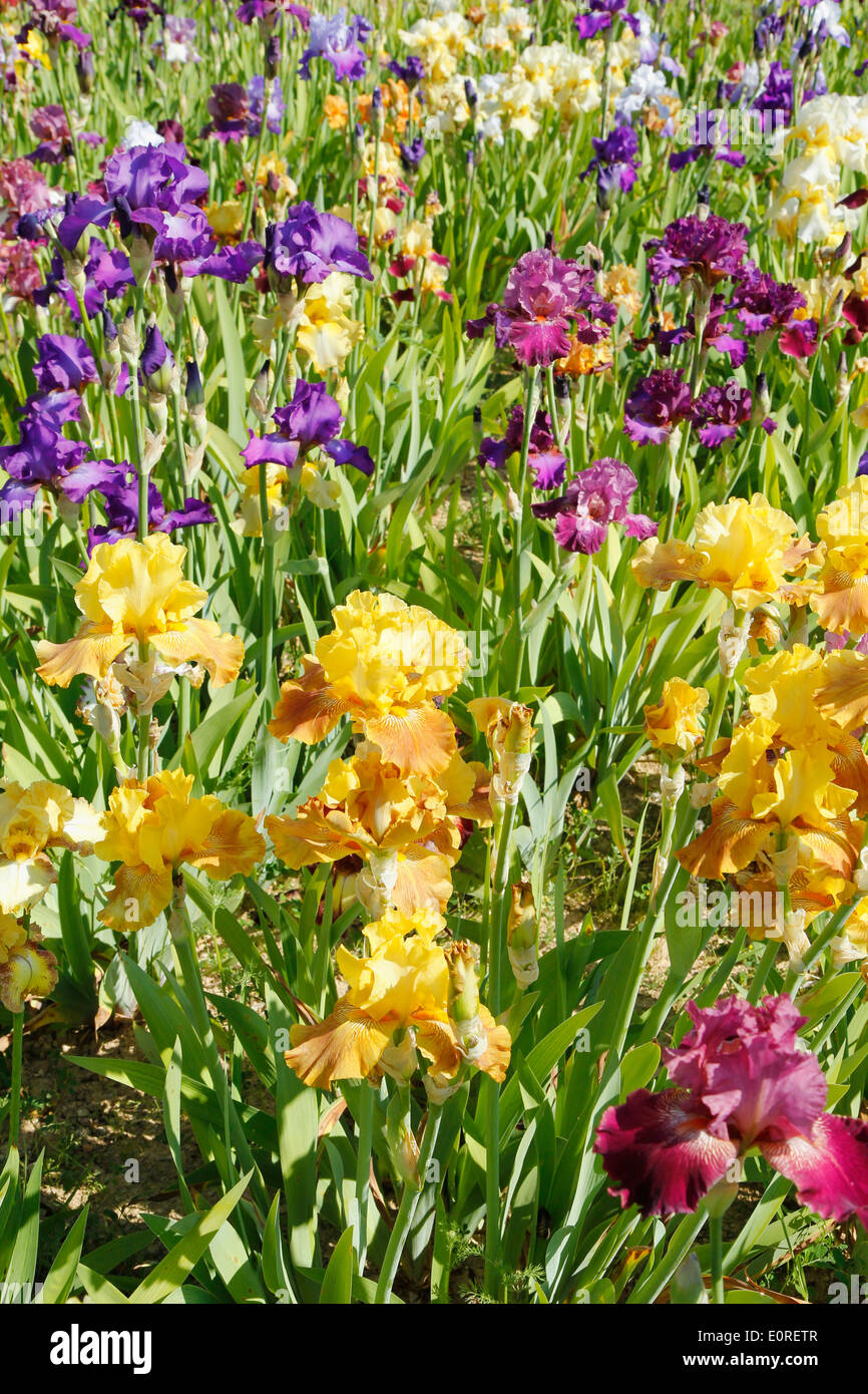 Jardin d'Iris. El Vilosell. LLeida, Catalogne, Espagne Banque D'Images