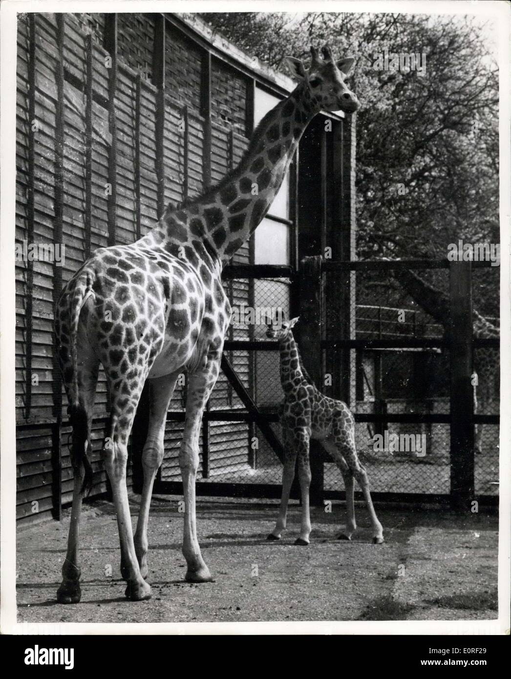 Avril 22, 1959 - Le zoo de Whipsnade's Six-Days vieille Girafe : le zoo de Whipsnade's six-jours East African giraffe avec sa mère heureux,qui est de 12, et dont le troisième c'est bébé. Le père est Twiga (le nom autochtone pour girafe). Le bébé est 5pi.8ins élevé et s'élèvera à 16 et 17 pieds.Il y a quatre autres girafes à Whipshade. Banque D'Images