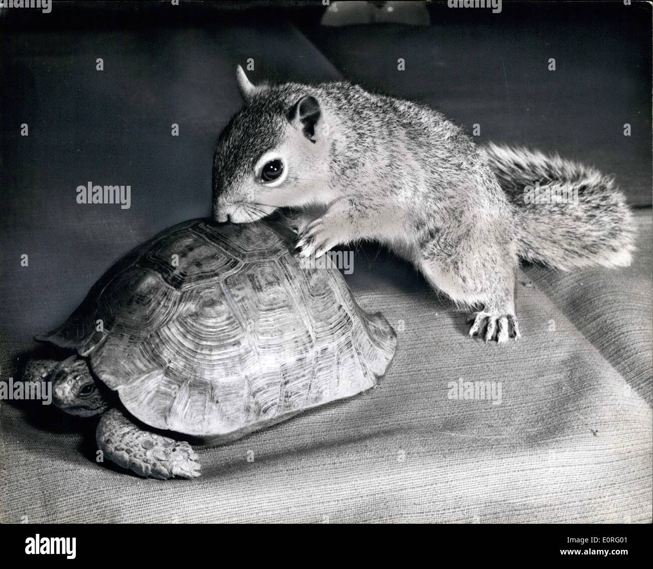 Juin 06, 1959 - Les bois de Babe : Quand 10 ans, Stephen Blendell trouvé un bébé écureuil dans Highgate Woods la RSPCA étaient pessimistes quant à savoir si Winky, le chat de la famille qui venait de donner naissance à des chatons, il consentirait à le prendre dans sa famille comme un de ses propres, et l'alimenter. Ils avaient tort. Pour qu'il s'est avéré qu'a pas de plus grand amour chat que Winky, et maintenant Sammy, l'écureuil est bel et bien l'un des volets féline. A quelqu'un ? Sammy avec prudence sur la tortue peeps Tommy, un autre animal de Stephen's. Banque D'Images