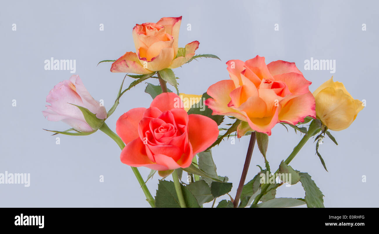 Five 5 roses Banque de photographies et d'images à haute résolution - Alamy