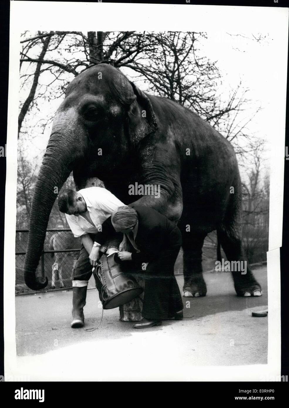 11 novembre 1959 - Shoemaker Wilfred Hunter utilise ''Rusty'' comme un modèle. Des bottes d'un éléphant. Comment savoir que pour la taille ? : Doncaster shoemaker Wilfred Hunter reçu un ordre récemment c'était inhabituel pour un ensemble de quatre platines pour un éléphant. L'ordre est venu d'un potentat indiens et les bottes sont de porter par un éléphant à l'occasion des cérémonies. Aujourd'hui M. Hunter a visité le Zoo de Londres pour mettre en place le premier des bottes sur 'Rusty' qu'il utilise comme un substitut de l'éléphant en Inde. Photo montre M. Wilfred Hunter tente au premier boot sur ''Rusty'' au Zoo de Londres ce matin. Banque D'Images