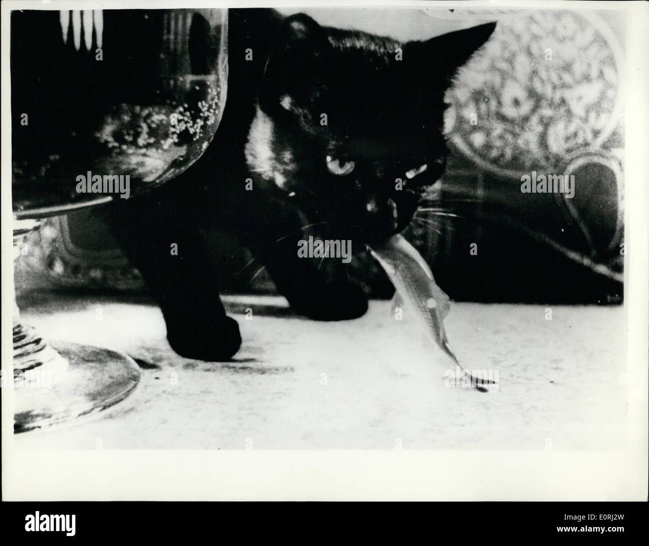 The Black Cat Film Banque D Image Et Photos Alamy