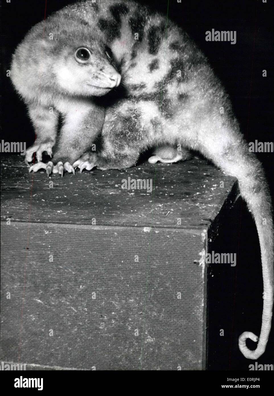 20 novembre 1959 - Le wangal. : (1er : Pahalanger maculatus E. Geoffr.) est cette très rare animal - pour le profane ne sait même pas par son nom. Il est dit avoir été montré en vie que très rarement. Maintenant, ce rare animal (qui ne vit que par les plantes) sont arrivés en Nouvelle Guinée forme le zoo de Berlin. Banque D'Images