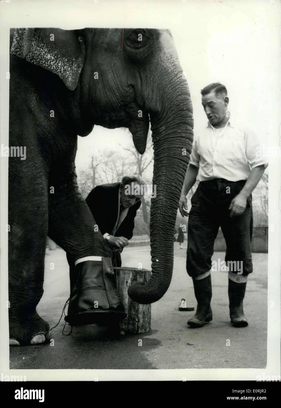 30 novembre 1959 - Shoemaker Wilfred hunter utilise ''Rusty'' comme un modèle. Des bottes d'un éléphant. Comment savoir que pour la taille. : Doncaster shoemaker Wilfred Hunter a obtenu une ordonnance inhabituelle récemment - c'est pour un ensemble de quatre bottes - pour un éléphant. L'ordre est venu d'un potentat indiens - et les chaussures sont pour le port par un éléphant à l'occasion des cérémonies. Aujourd'hui M. Hunter a visité le Zoo de Londres - à mettre en place le premier des bottes sur ''Rusty'' qu'il utilise comme un substitut de l'éléphant en Inde. M. Wilfred Hunter tente au premier boot sur ''Rusty'' au Zoo de Londres ce matin. Banque D'Images
