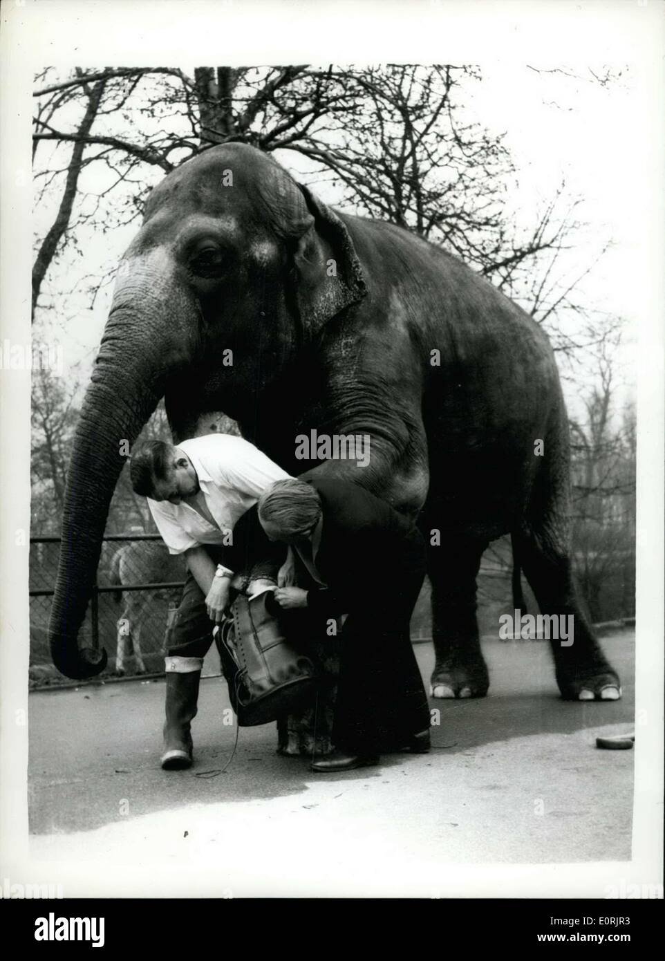 30 novembre 1959 - Shoemaker Wilfred Hunter utilise ?Rusty ? En tant que modèle. Des bottes d'un éléphant, comment ?s que pour la taille ?  ? Doncaster shoemaker Wilfred Hunter a obtenu un ordre récemment c'était inhabituel pour un ensemble de quatre platines pour un éléphant. L'ordre est venu d'un potentat indiens et les bottes sont de porter par un éléphant à l'occasion des cérémonies. Aujourd'hui, M. Hunter a visité le Zoo de Londres pour mettre en place le premier des bottes sur le ?Rusty ? Qu'il est utilisé comme un substitut de l'éléphant en Inde. Photo : Keystone montre M. Wilfred Hunter tente lors du premier démarrage sur les "Rusty ? Au Zoo de Londres ce matin Banque D'Images