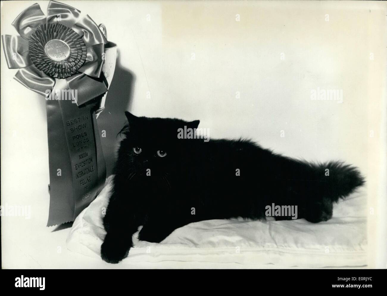 10 octobre 1959 - Le plus beau chat du monde : Ce chat Persan noir avec des yeux jaune orange a été proclamé ''Le plus beau chat au monde'' à l'International Cat Show qui a eu lieu à l'Hôtel Continental, Paris. Il est nommé d'Hernani de Saint-Witz. Banque D'Images