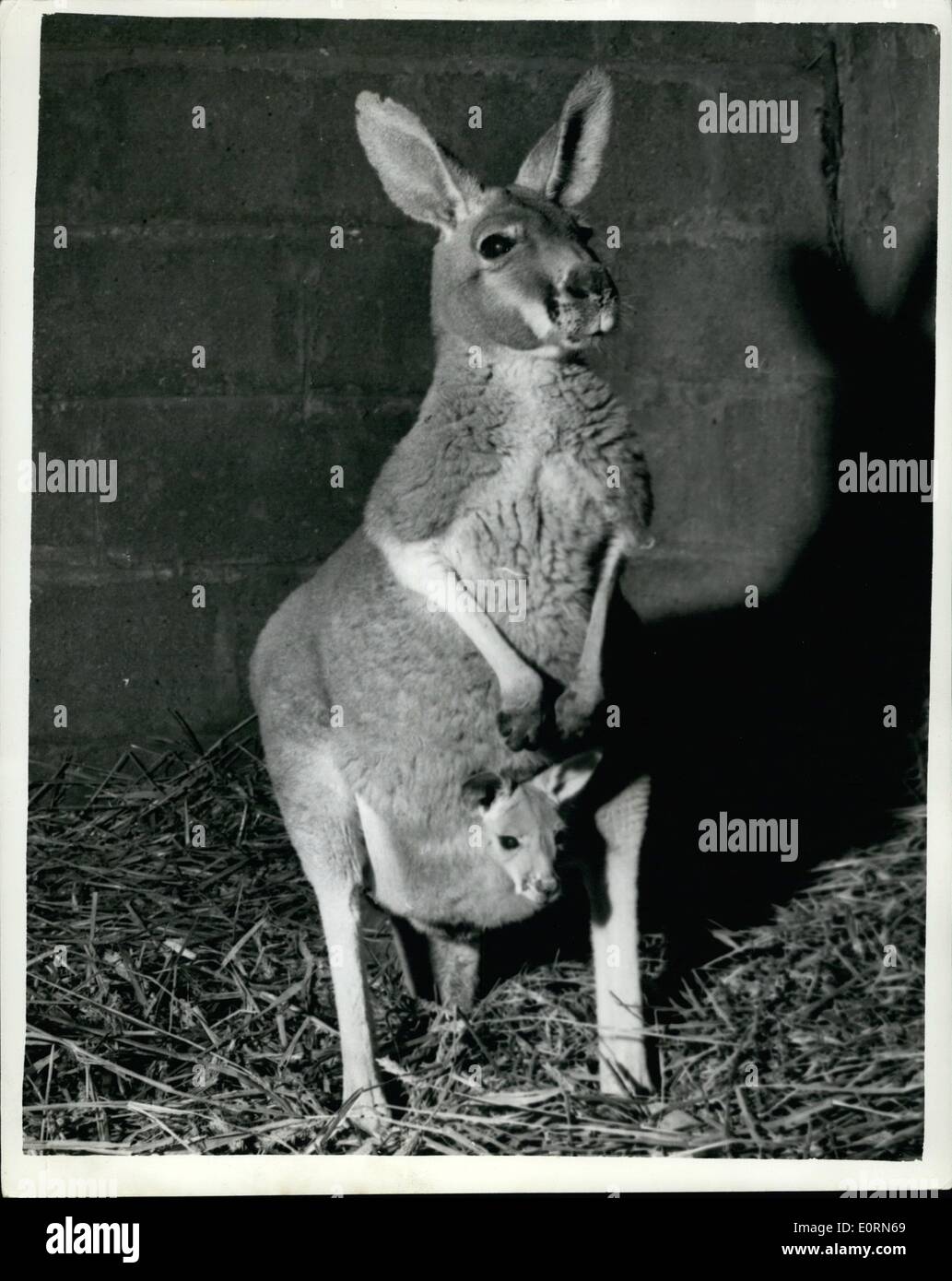 15 Janvier 1960 15 1 60 Un Evenement Heureux Pour L Eoesex Kangaroo Bebe Nomme A A Eoenicholas Apres Le Bardot Progeniture Le Nom Du Bebe Est Nicholas Nomme D Apres Le Cours De Bebe Bardot 15 Janvier 1960 15 1 60 Un Evenement Heureux Pour L Eoesex Kangaroo Bebe Nomme A A Eoenicholas Apres Le Bardot Progeniture Le Nom Du Bebe Est Nicholas Nomme D Apres Le Cours De Bebe Bardot