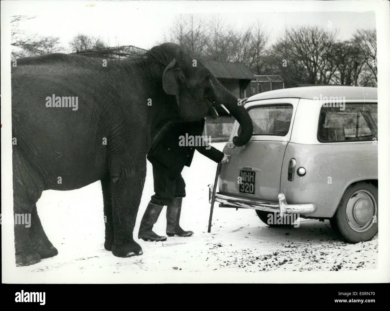 19 janvier 1960 - 19-1-60 La voiture glisser obtient de l'aide. Trois tonnes de elle. Juste un léger push est tout ce dont on avait besoin des trois tonne éléphant pour aider le conducteur sur son chemin sur la surface très glissante au Zoo de Glasgow. Elephant power prend la place des chevaux. Banque D'Images