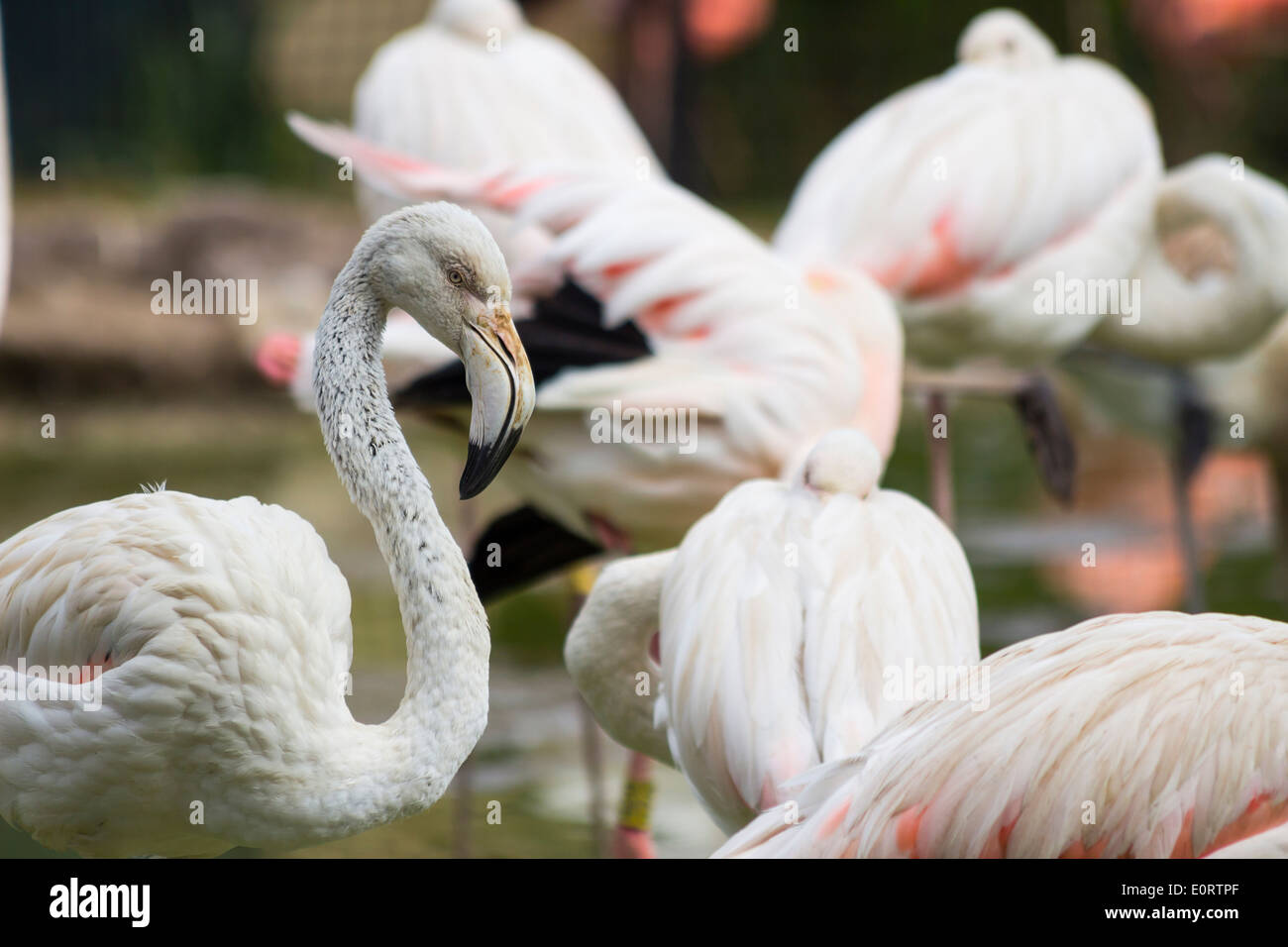 Flamingo dans un troupeau de flamants le contact visuel Banque D'Images