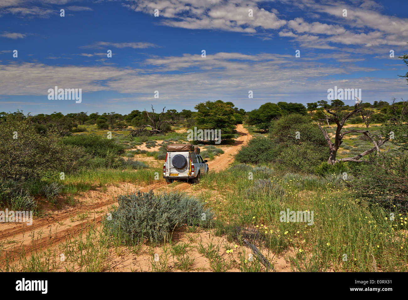 4x4 dans un paysage de Parc transfrontalier de Kgalagadi, Section Mabuasehube, Kalahari, Afrique du Sud, Botswana, Africa Banque D'Images