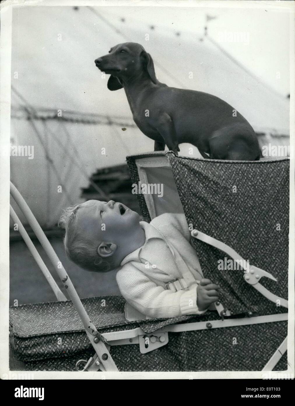 Juin 06, 1960 - ''hortly- est top- Chien. : c' pas amusant d'avoir des jambes courtes dans une foule. Afin de l'Agriculture et de l'Essex, Rebecca, le teckel entreprenants sauta sur un landau. Et bientôt sauté de nouveau. Onze mois, Andrew Mc Leish a vu de cela. Rebecca n'avait pas besoin de dire deux fois. Après tout elle était dans le ''chien obéissant'' de l'émission. Banque D'Images