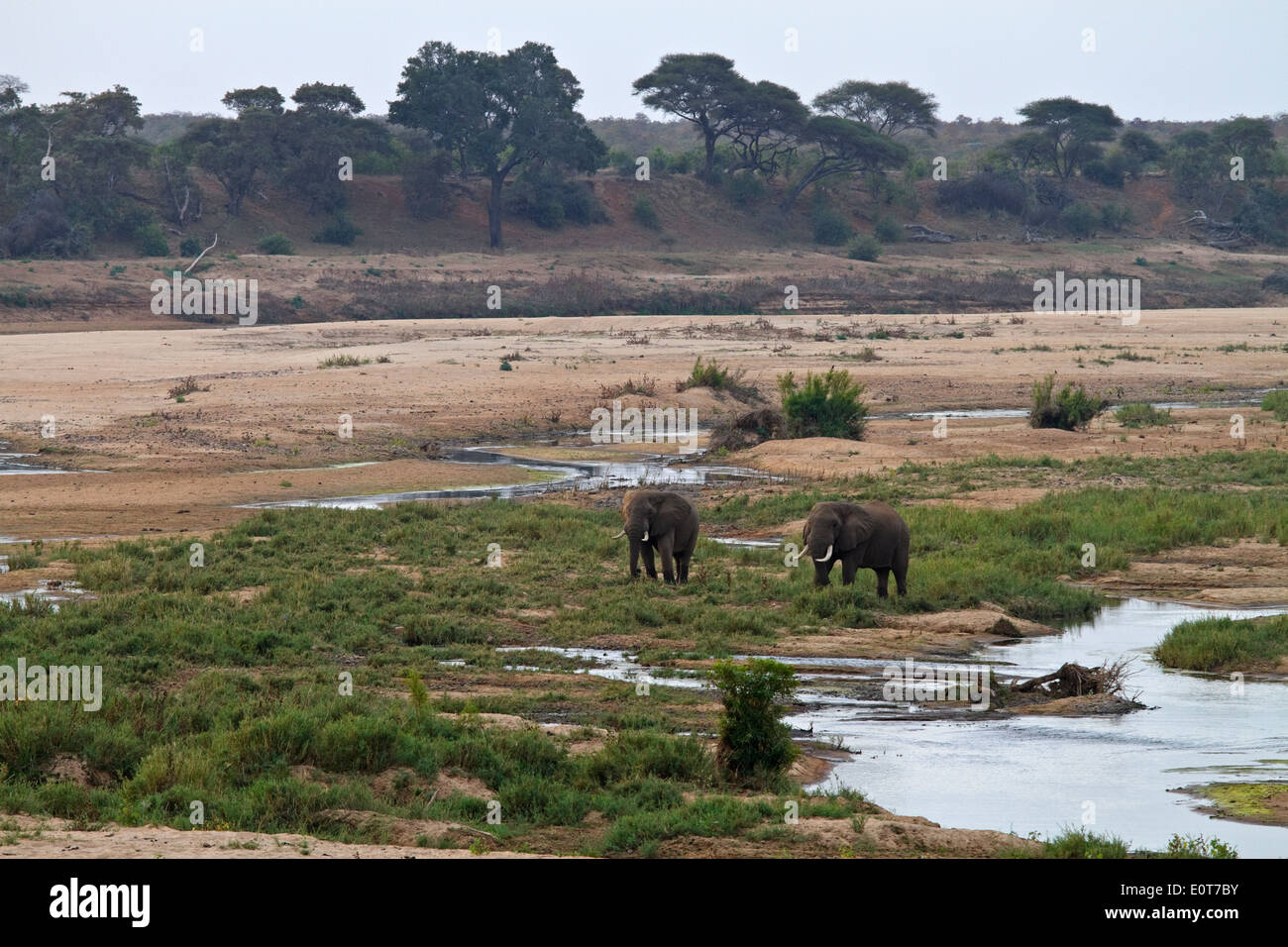 Les éléphants d'Afrique (Loxodonta africana) par la rivière Letaba Letaba au Rest Camp, Kruger National Park, Afrique du Sud Banque D'Images
