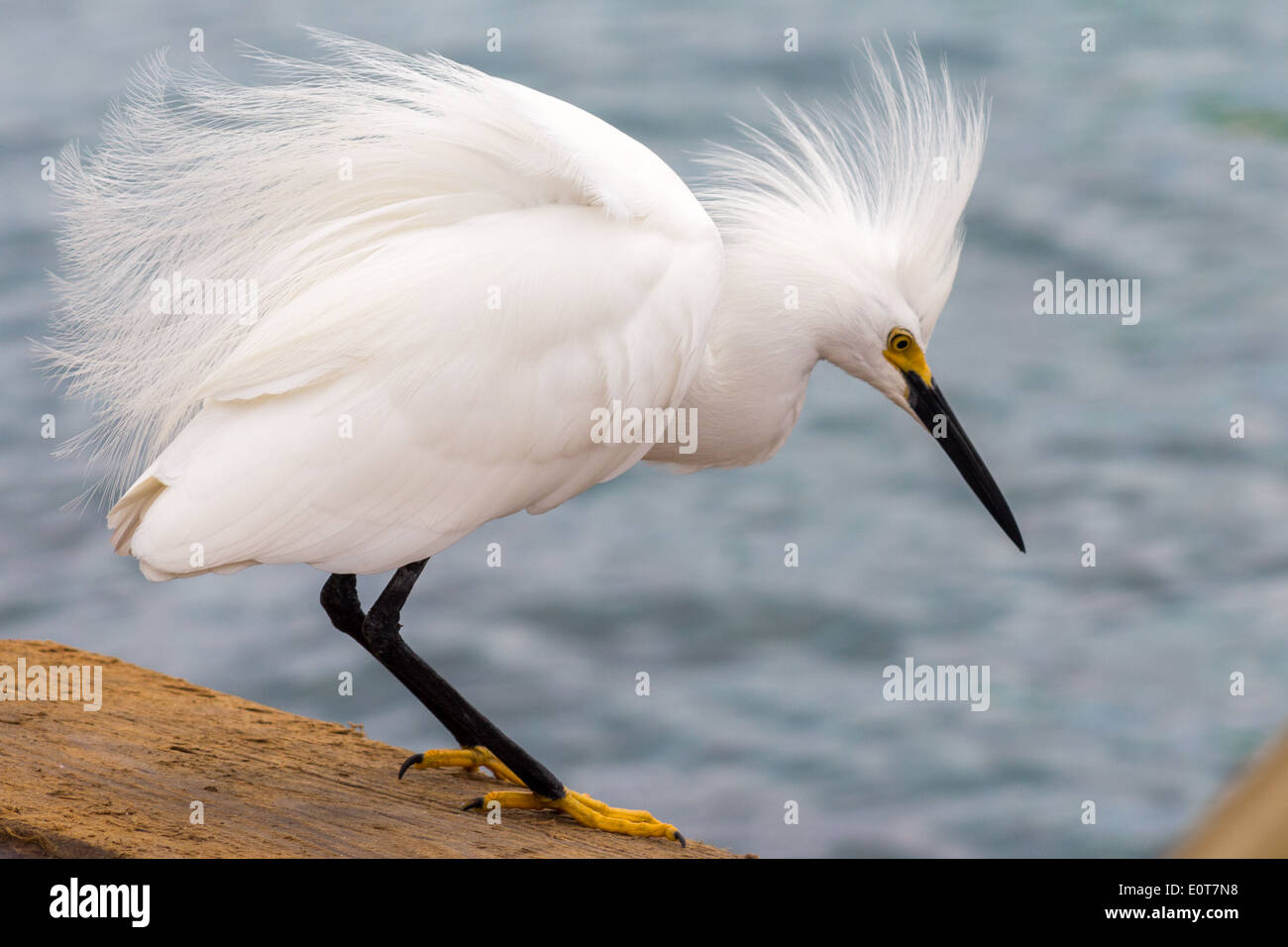 Aigrette neigeuse assis sur un quai de la rive de Bonaire, Caraïbes Banque D'Images