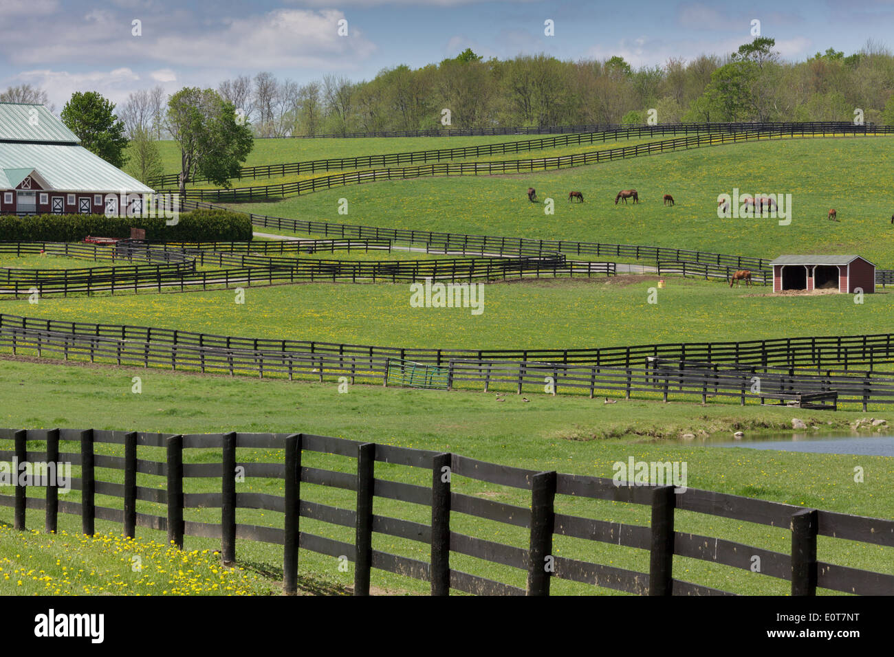 Cheval de ferme avec l'escrime, dans la région de West Charlton, Saratoga comté, État de New York Banque D'Images