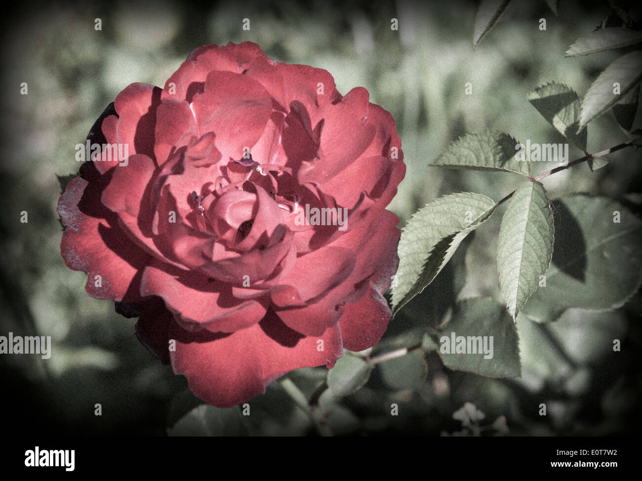 Rote Rose - rose en fleurs Banque D'Images