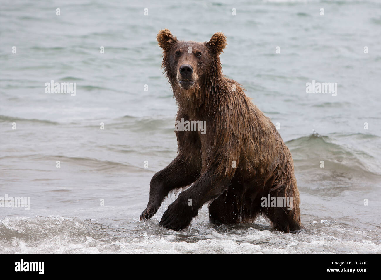Ours brun la capture de poissons dans le lac Kouriles Banque D'Images