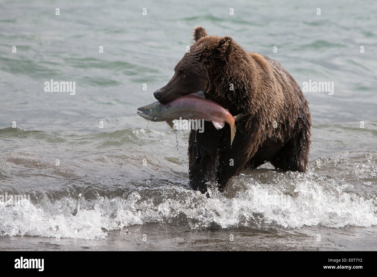 L'ours brun la capture de poissons dans le lac Kouriles Banque D'Images