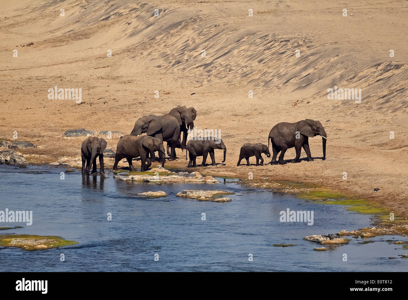 Les éléphants d'Afrique (Loxodonta africana) à partir de n'wamanzi lookout Kruger National Park, Afrique du Sud Banque D'Images