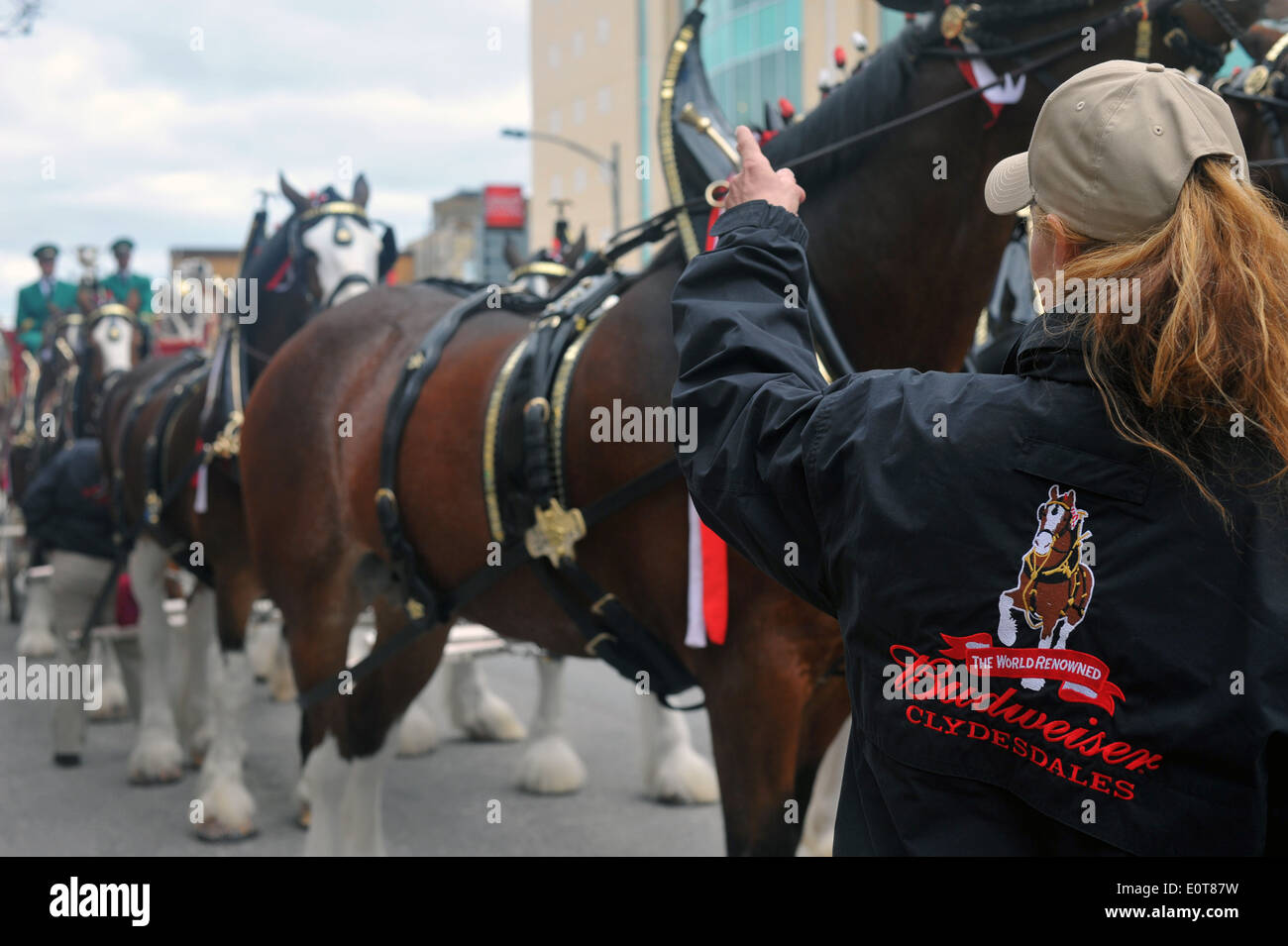 Le Budweiser Clydesdales display team au tournoi de hockey sur glace de la coupe Memorial à London en Ontario en 2014. Banque D'Images