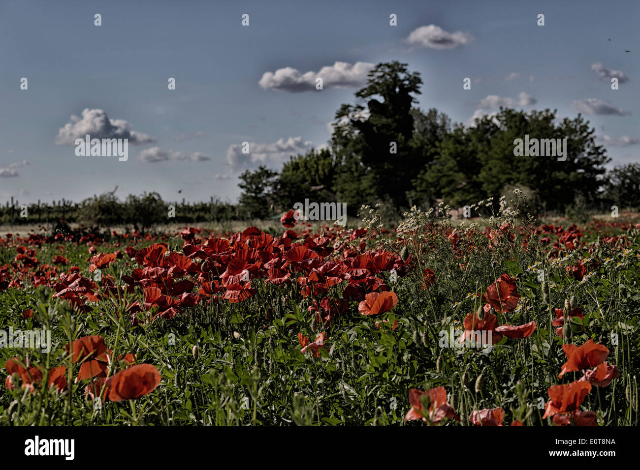 Coquelicots rouges sur des mauvaises herbes vertes champs pendant le printemps en campagne italienne Banque D'Images