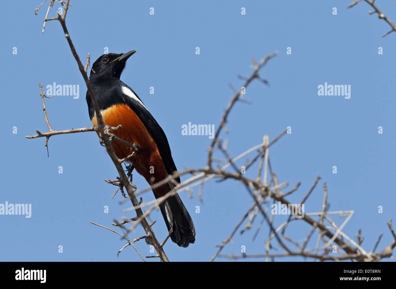 Falaise Moqueur chat (Thamnolaea cinnamomeiventris), Kruger National Park, Afrique du Sud Banque D'Images