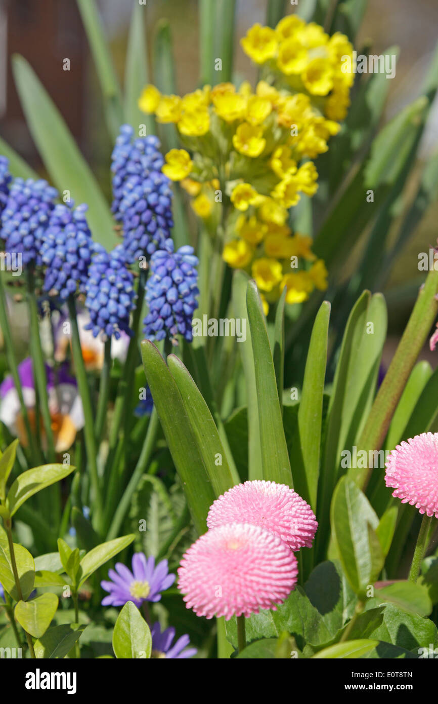 La jacinthe d'eau, coucou bleu primevères et bellis Banque D'Images