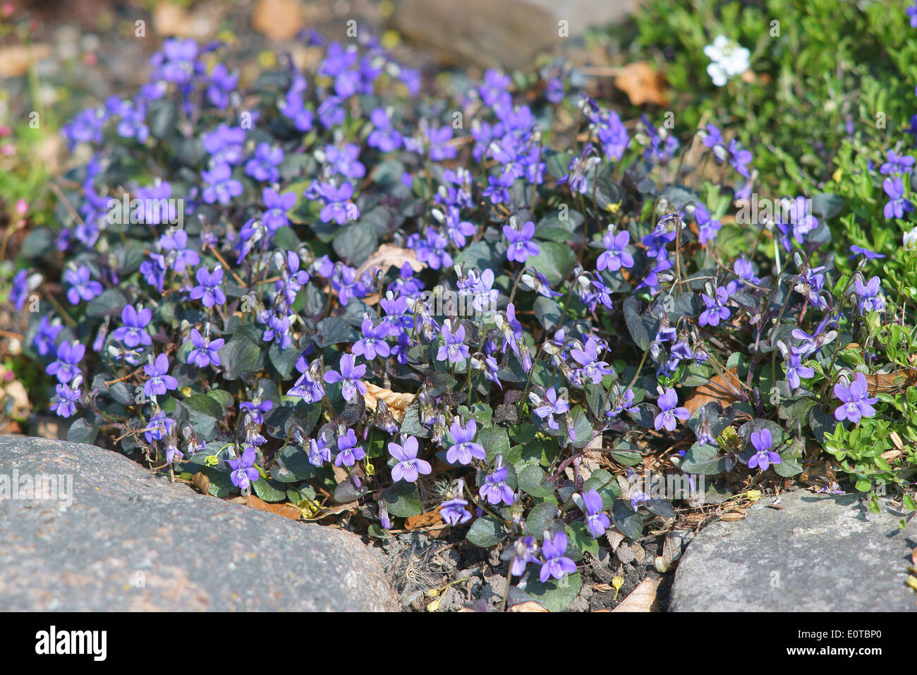 Viola labradorica chien chien Américain Alpine violet violet violet violet, chien labrador Banque D'Images