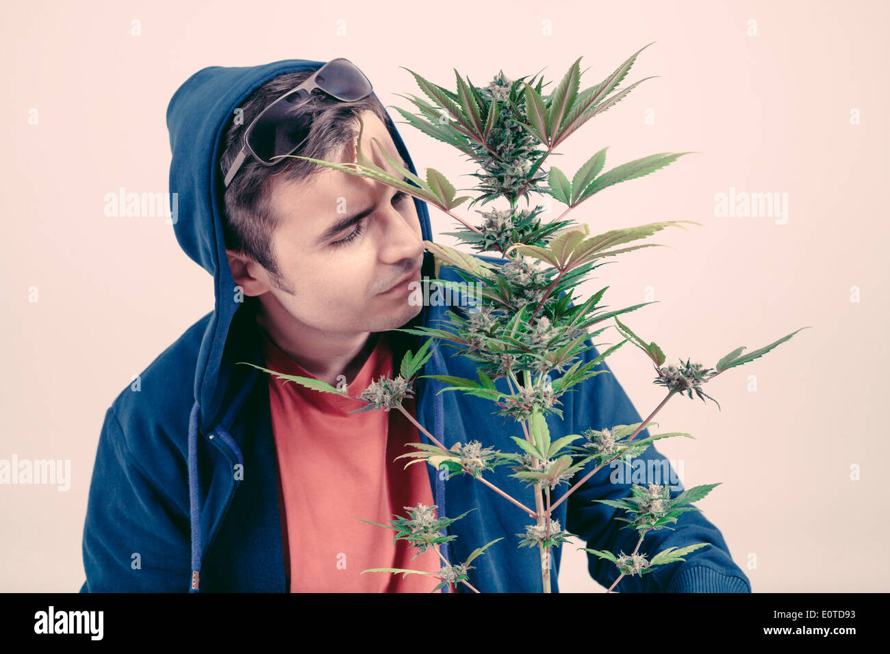Man in hoodie Cannabis odeur plan en phase de floraison. Banque D'Images