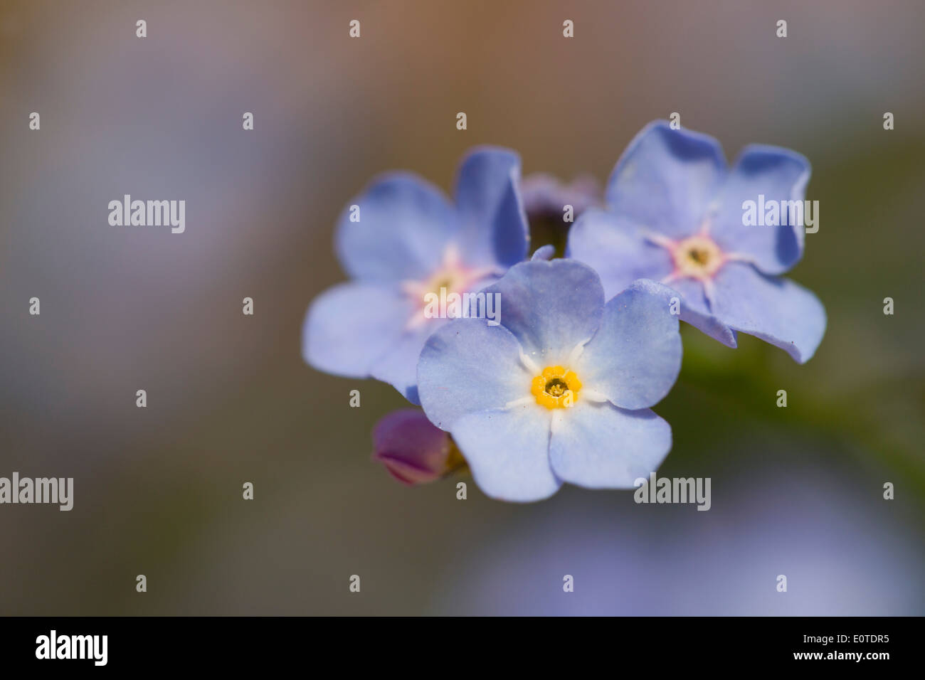 Ne m'oubliez pas ; Myosotis arvensis, Cornwall, UK Banque D'Images