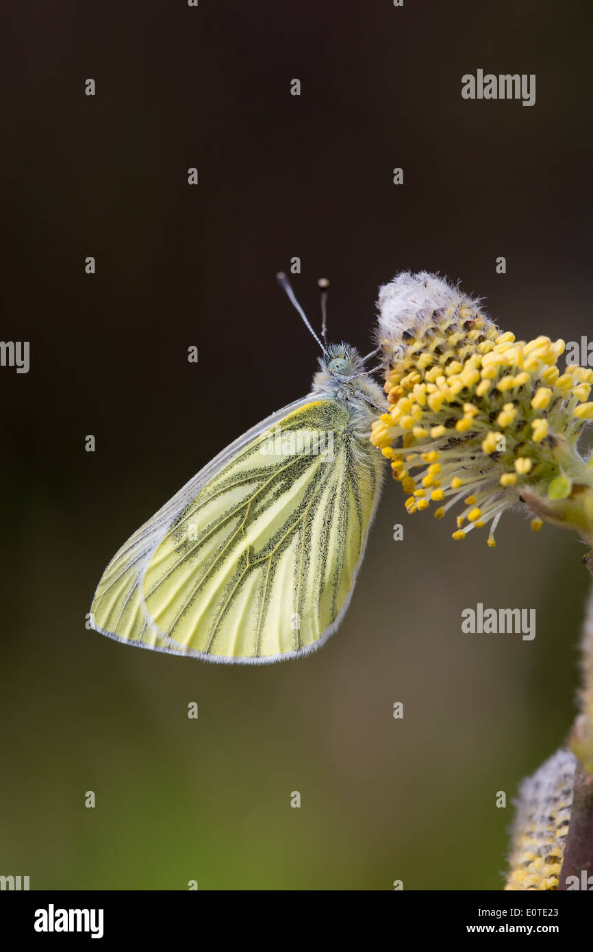 Papillon blanc veiné vert, Artogeia napi ; sur le saule de chèvre ; Printemps ; UK Banque D'Images