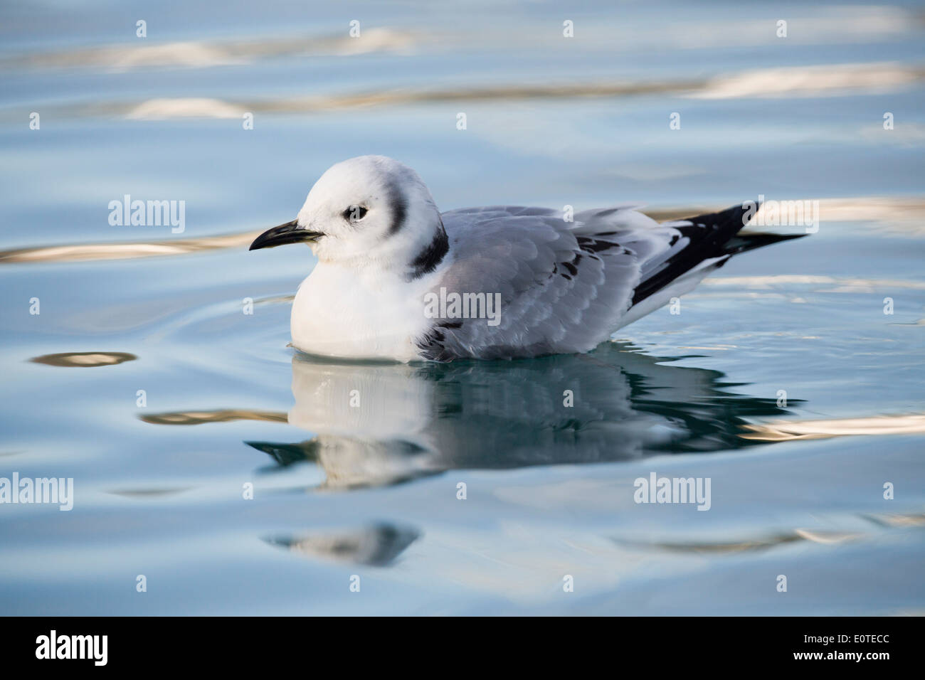 Mouette tridactyle (Rissa tridactyla) ; ; ; ; UK Hiver Juvénile Banque D'Images