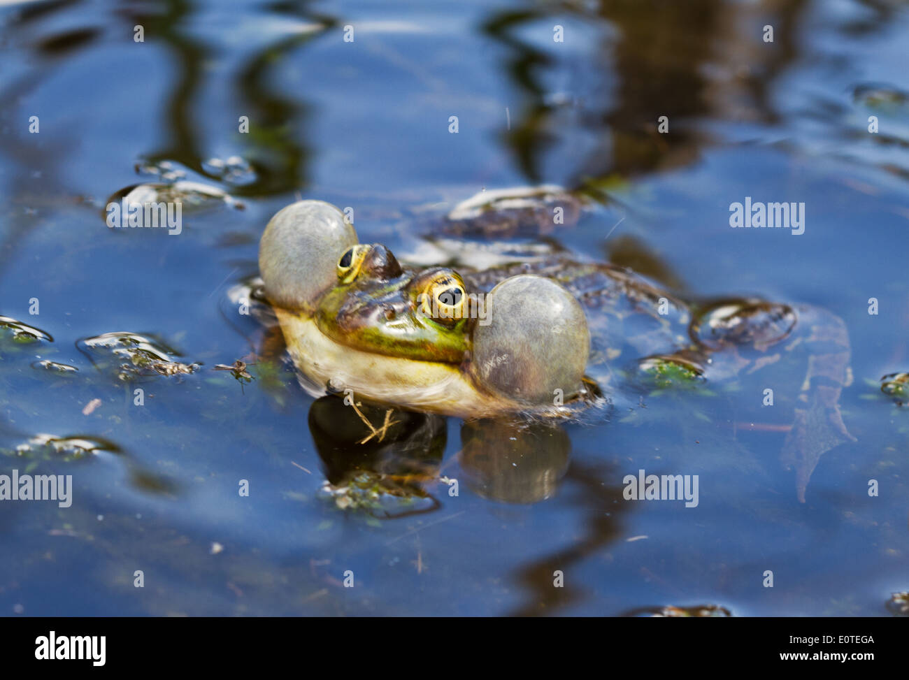 Coassement de grenouille verte Banque D'Images