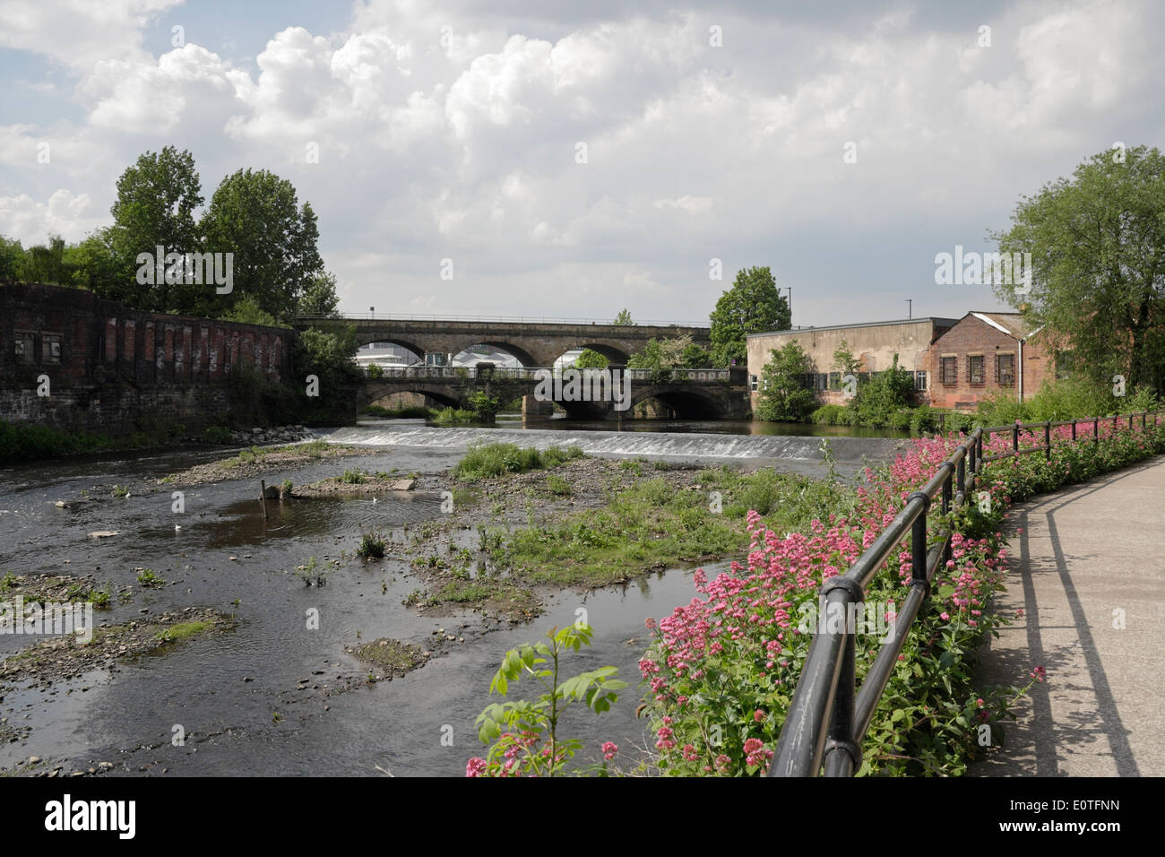 Burton Weir River Don Attercliffe Sheffield Angleterre, cinq déversoirs à pied. Scène industrielle urbaine, fleurs sauvages au bord de la rivière Banque D'Images