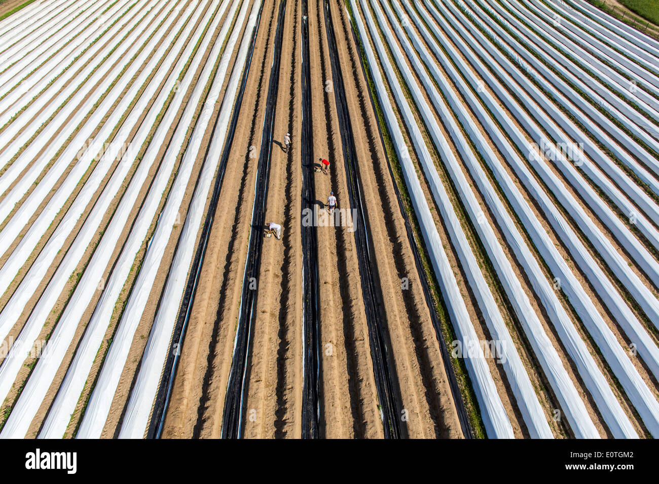 La récolte d'asperges sur le Rhin inférieur, zone ouest de l'Allemagne. Champ d'asperges, asperges du barrage recouvert de film plastique. Banque D'Images