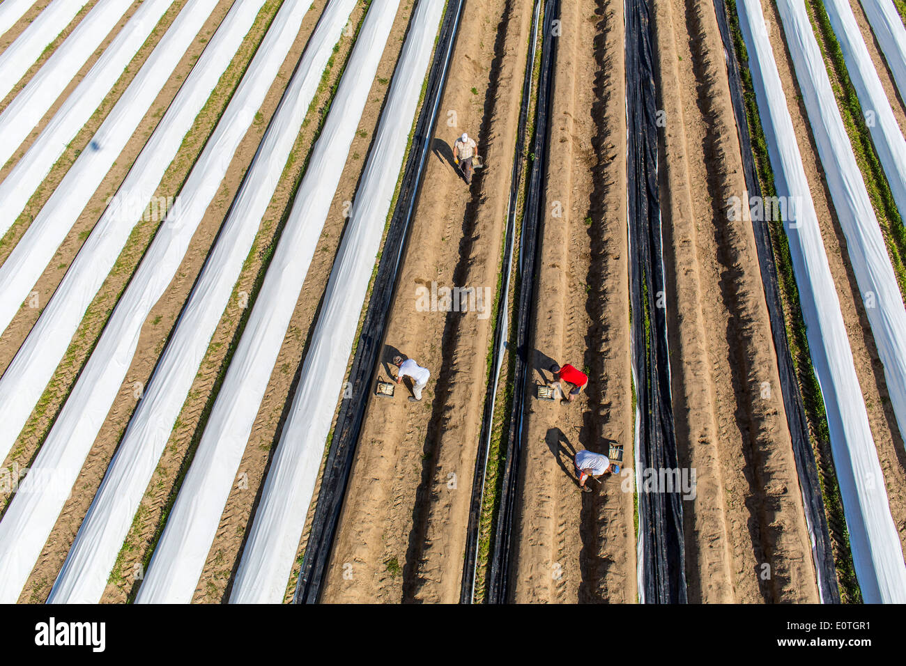 La récolte d'asperges sur le Rhin inférieur, zone ouest de l'Allemagne. Champ d'asperges, asperges du barrage recouvert de film plastique. Banque D'Images