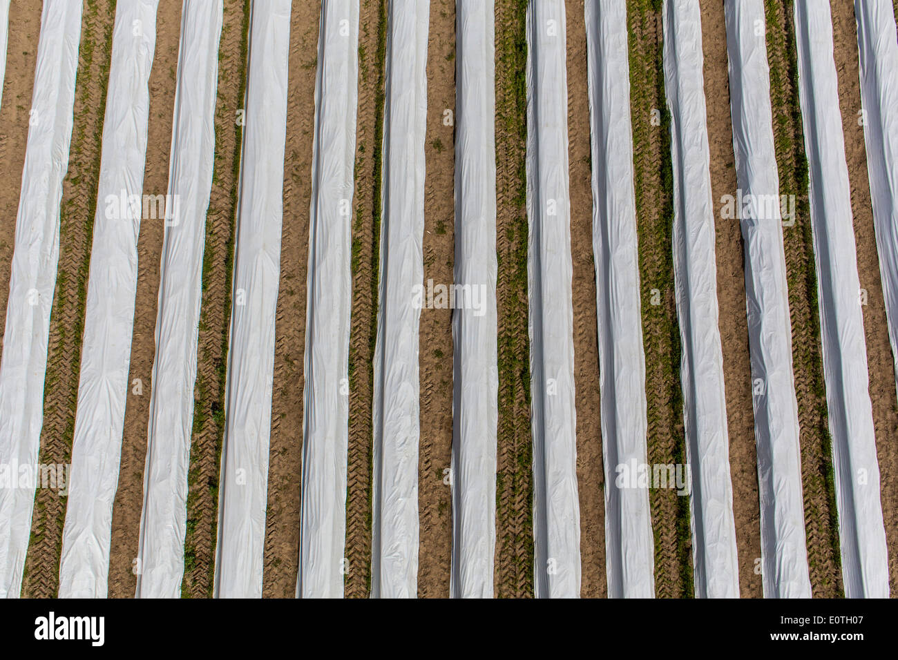 La récolte d'asperges sur le Rhin inférieur, zone ouest de l'Allemagne. Champ d'asperges, asperges du barrage recouvert de film plastique. Banque D'Images