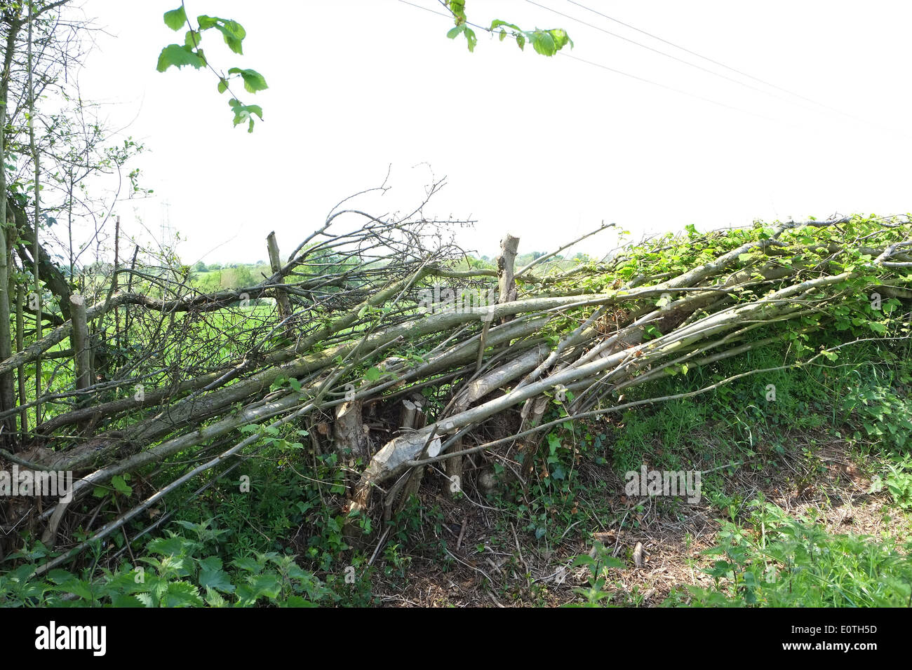 La pose de haie, un artisanat rural traditionnel sur un champ de Gloucestershire, 16 mai 2014 Banque D'Images