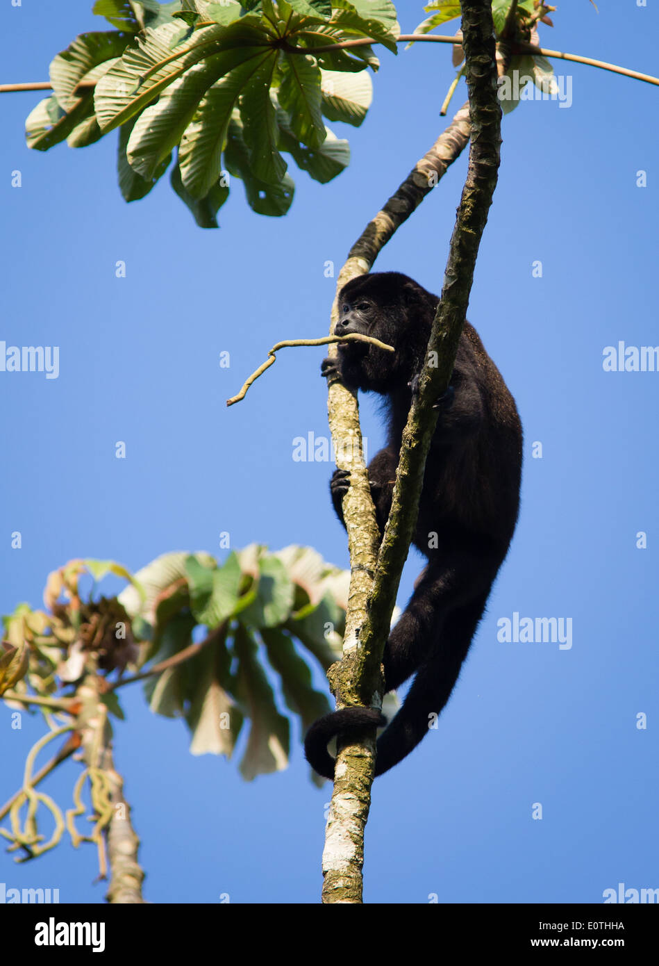 Manteau homme singe hurleur Alouatta palliata avec une branche d'arbre dans sa bouche par la rivière Sarapiqui Costa Rica Banque D'Images