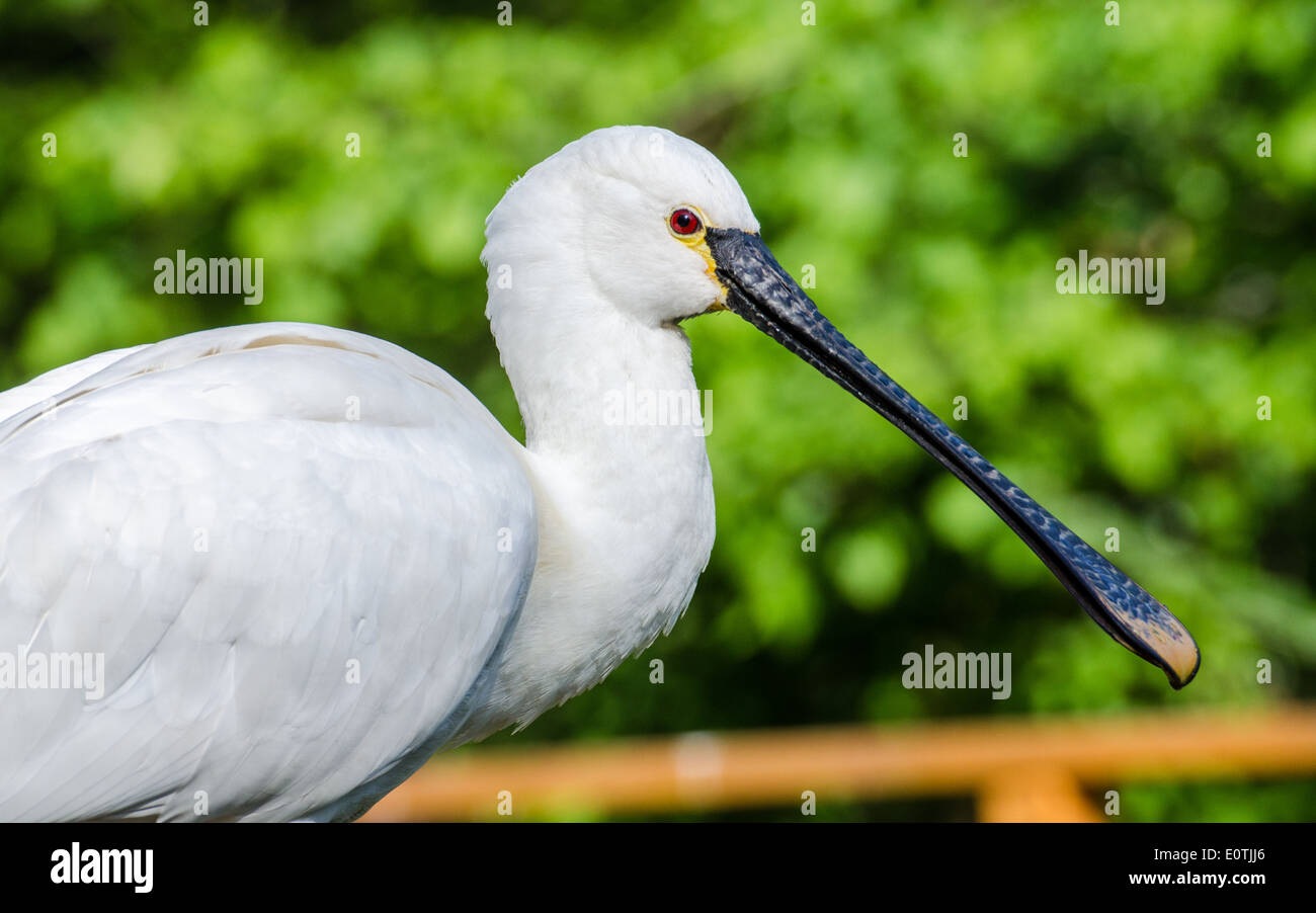 La Spatule blanche Spatule blanche ou conjoint (Platalea leucorodia) Banque D'Images