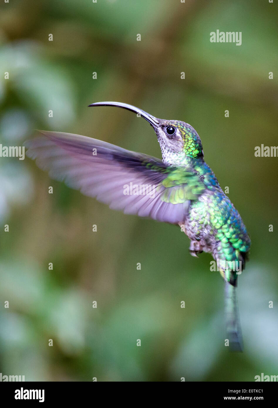 Ermite vert - Phaethornis guy - Colibri en vol à la Forêt Nuageuse de Monteverde Costa Rica Banque D'Images