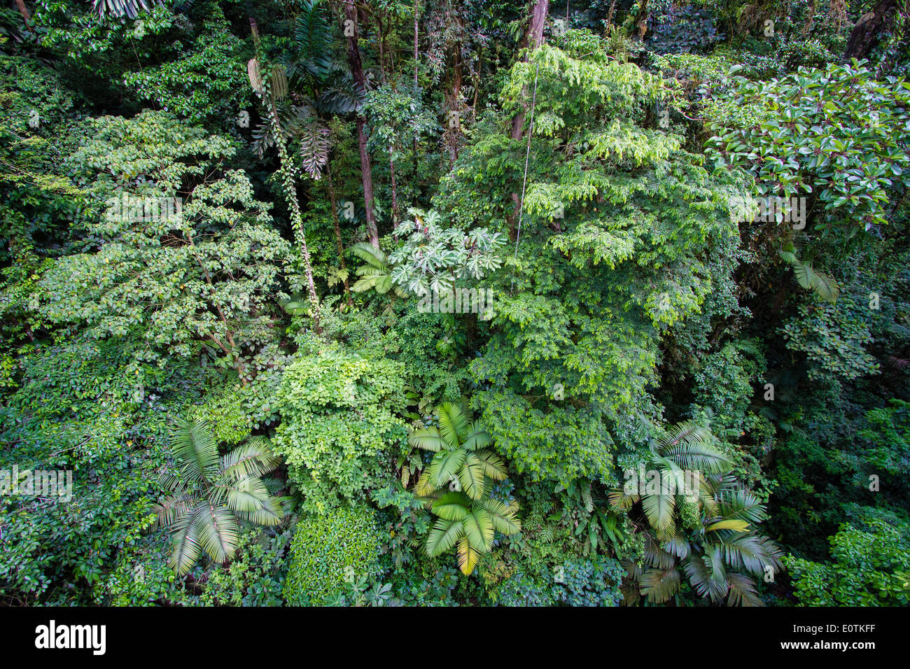 Rain forest undercanopy par une rivière dans les montagnes centrales du Costa Rica Banque D'Images