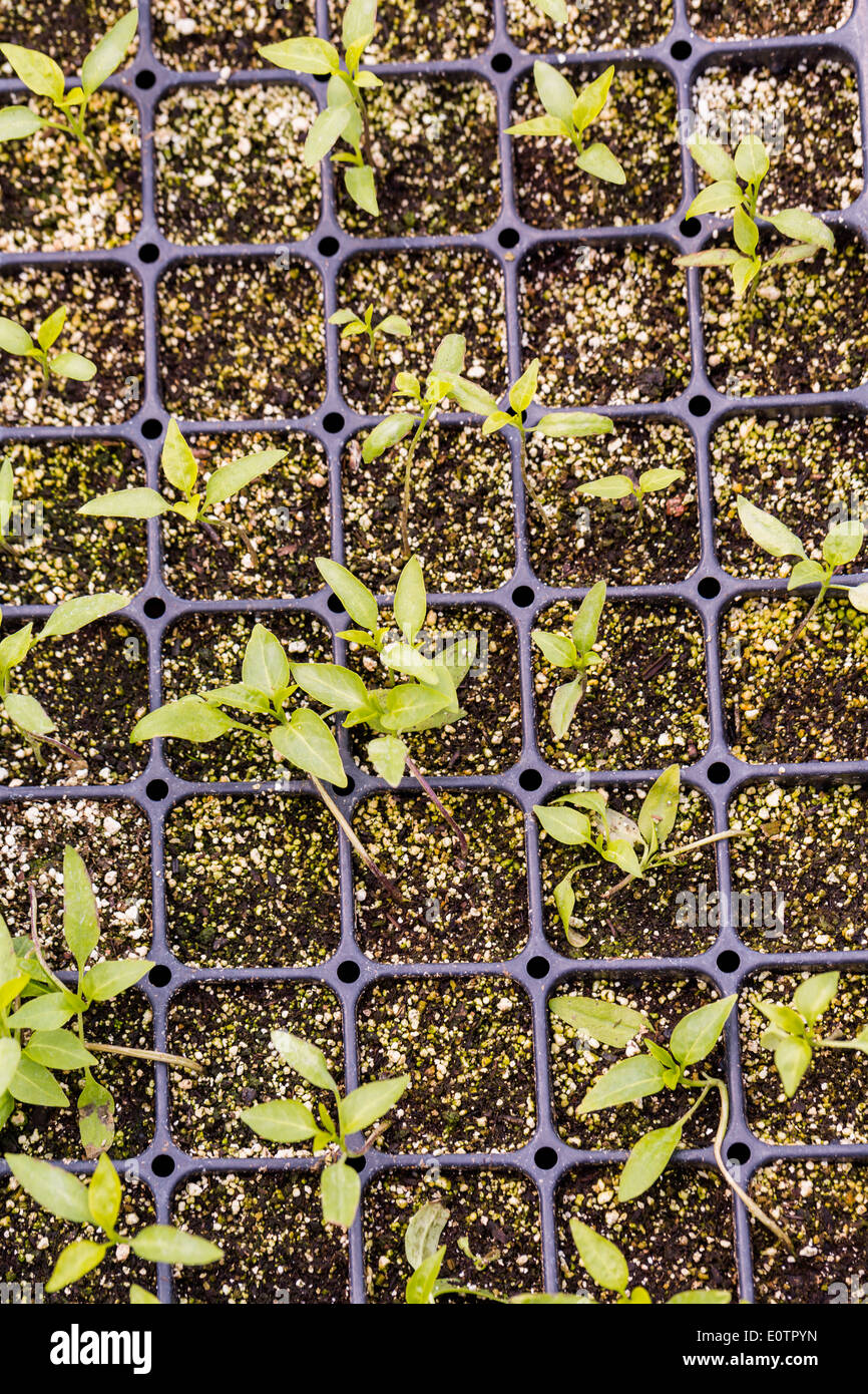 Les plantes dans de petits contenants dans la serre. Banque D'Images
