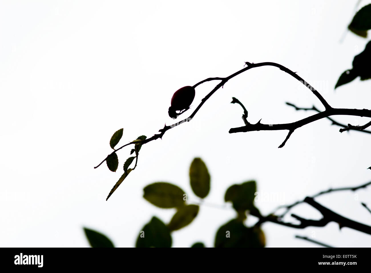 Succursale de Brier sauvages avec églantier - fruits d'automne - plante médicale Banque D'Images