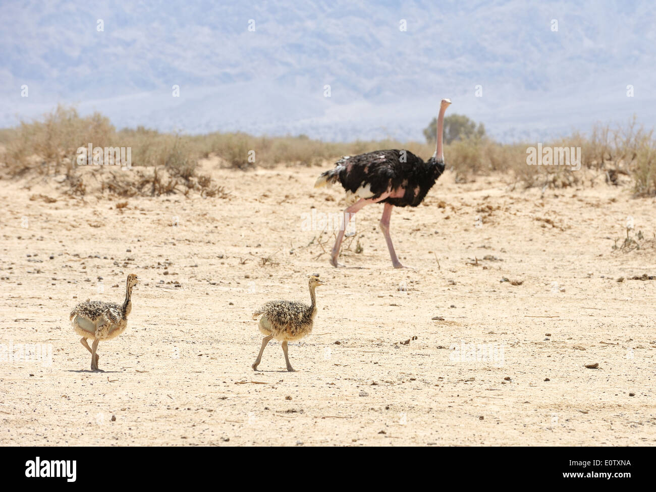 Et l'autruche autruche africaine chick dans la réserve Hai-Bar Yotvata, dans le sud d'Israël. Banque D'Images